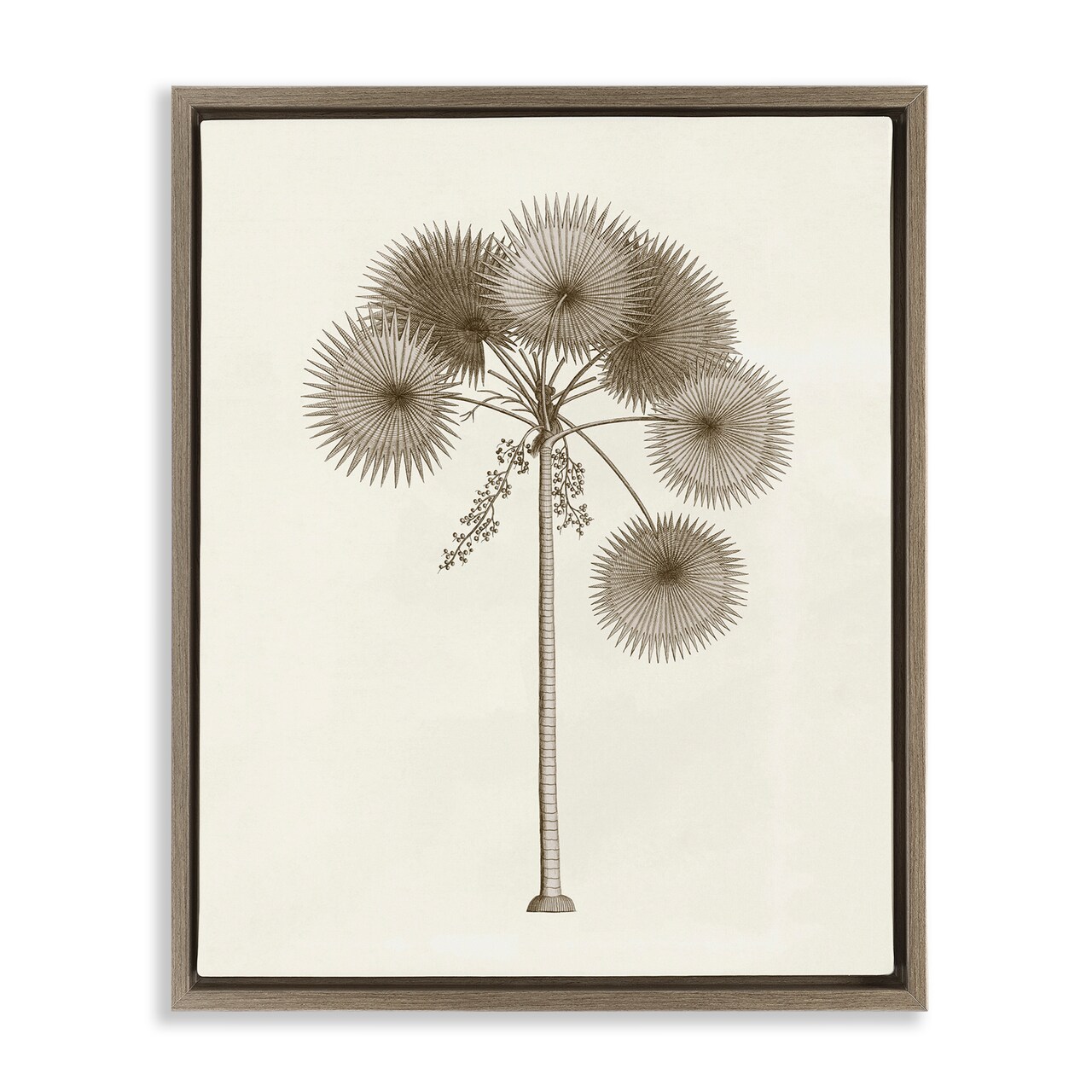 Stupell Industries Vintage Study of Palm Tree Floating Frame Design by Phillipa Katz